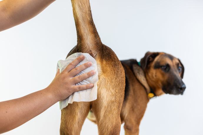 #1 Cleaning Solution for when your Dog Goes #2